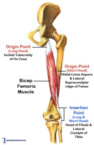 Bicep-femoris-muscle