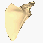 Left_scapula_-_close-up_-_animation_-_stop_at_anterior_surface