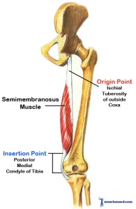 THE-SEMIMEMBRANOSUS-MUSCLE